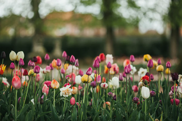 Spring Into Action: Why Lexington, SC Is the Perfect Place to Buy or Sell This Season