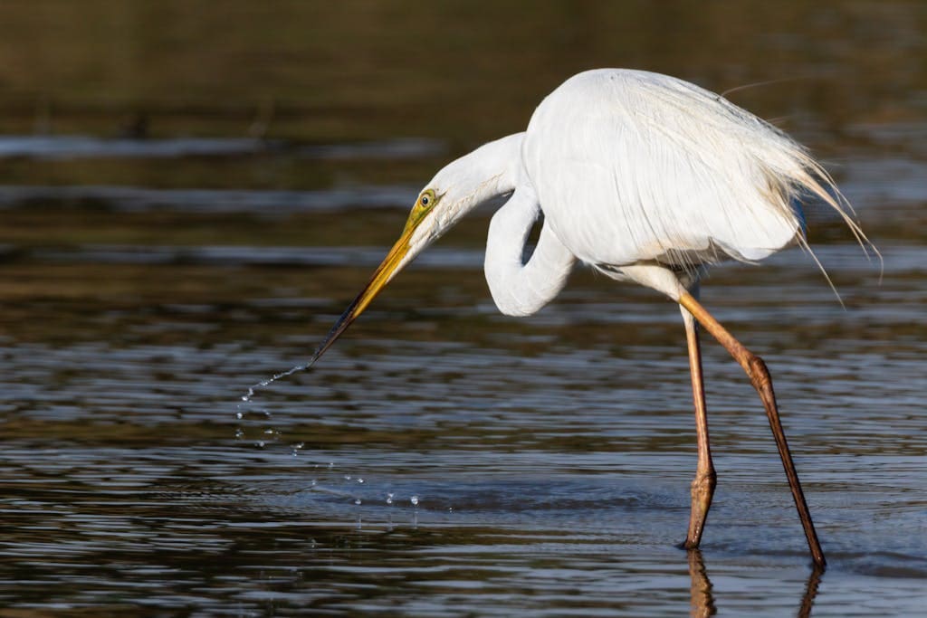A graceful egret wading through the Goolwa wetlands during sunset, showcasing its long neck and white feathers.