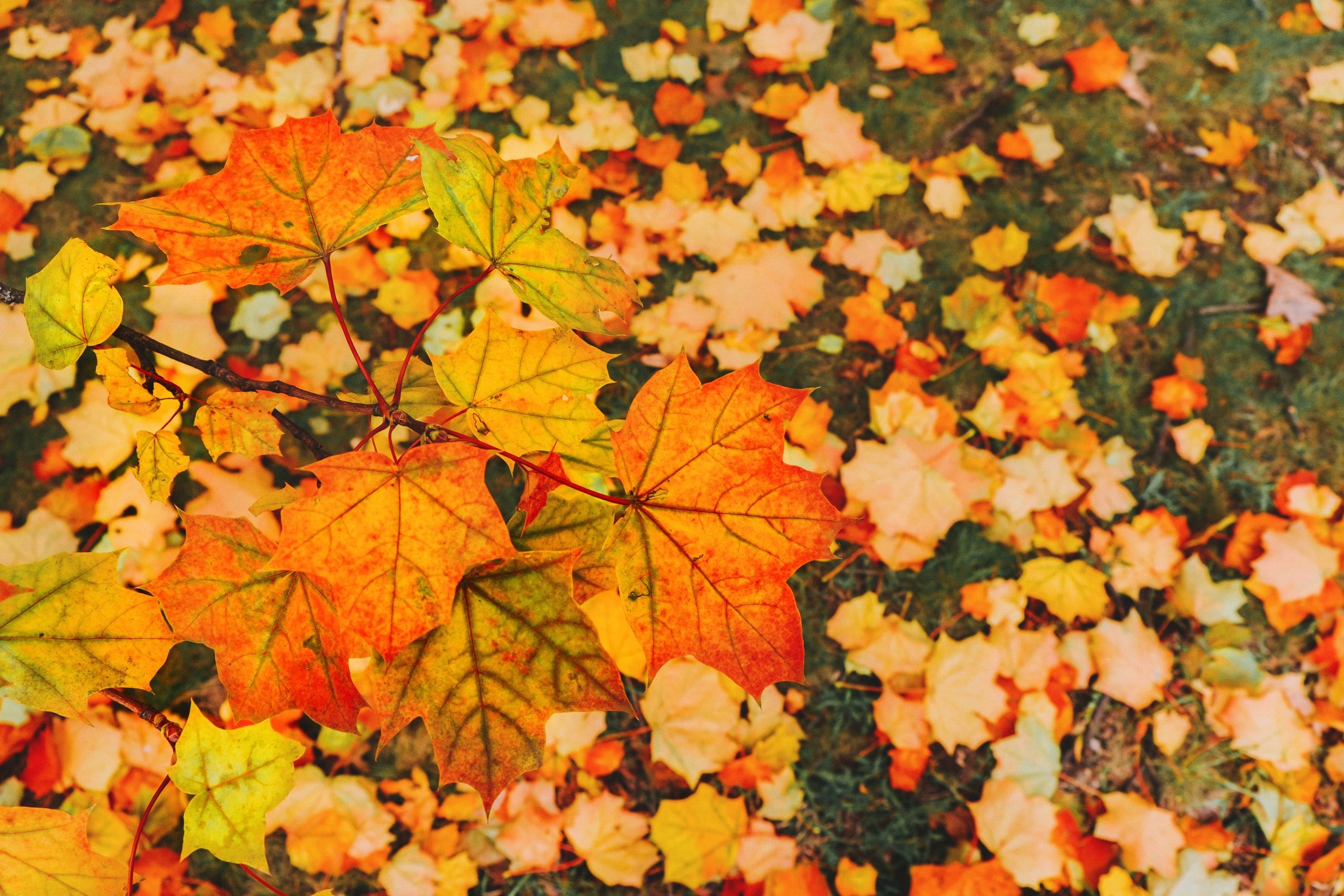 Bright orange and yellow maple leaves scattered on the ground in autumn.